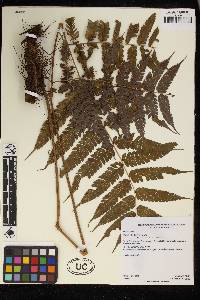 Pteris deflexa image