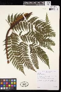 Cyathea delgadii image