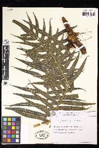 Pteris angustata image