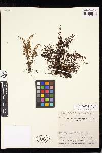 Cyathea hymenophylloides image