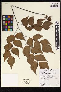 Adiantum anceps image