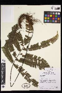 Adiantum paraense image