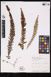 Hymenophyllum multialatum image