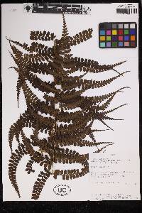 Dennstaedtia mathewsii image