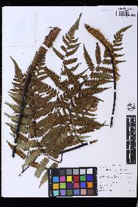 Cyathea ebenina image