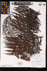 Cyathea squamipes image