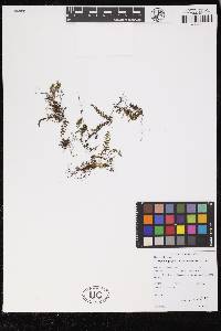 Hymenophyllum cristatum image