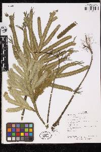 Selaginella quadrifaria image
