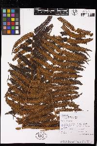 Cyathea catacampta image