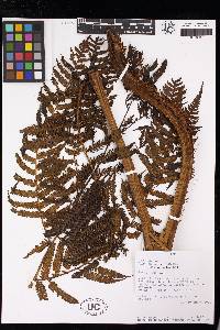 Cyathea catacampta image