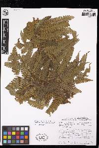 Cyathea corallifera image