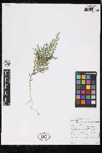 Selaginella novae-hollandiae image