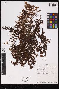 Hymenophyllum plumieri image