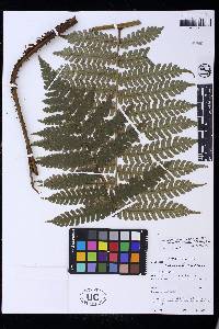 Cyathea brunnescens image