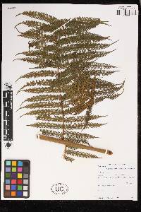 Cyathea bicrenata image