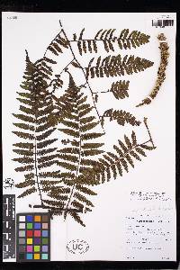 Cyathea vilhelmii image