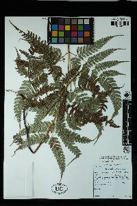 Pteris longipetiolulata image