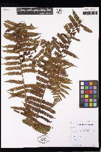 Cyathea planadae image