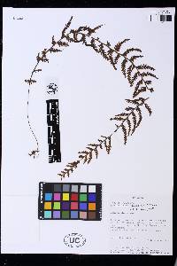 Hymenophyllum superbum image
