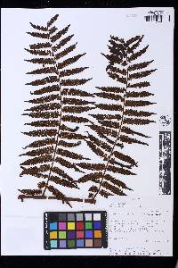 Cyathea lechleri image