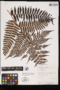 Cyathea herzogii image