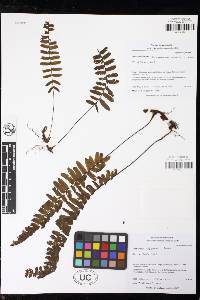 Trichomanes robustum image