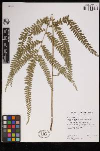 Lindsaea quadrangularis image