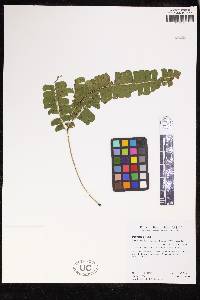 Lindsaea lancea image