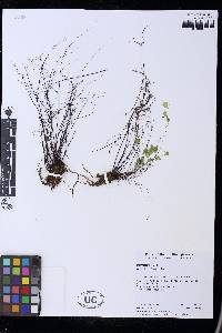 Adiantum fragile image