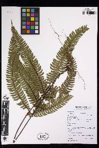 Adiantum paraense image