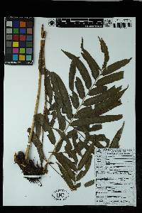 Pteris pulchra image