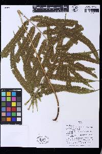 Lindsaea guianensis image