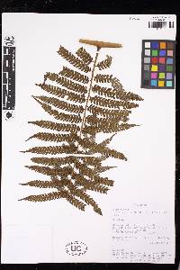 Cyathea fulva image