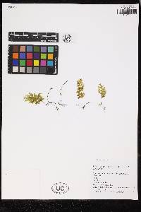 Hymenophyllum polyanthos image