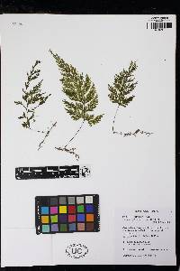 Hymenophyllum subrigidum image