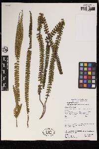 Lindsaea stricta image