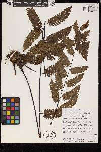 Cyathea latevagans image