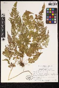 Cheilanthes bolborrhiza image