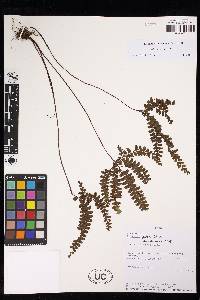 Adiantum patens image