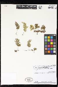 Polyphlebium hymenophylloides image