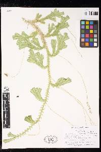 Selaginella sericea image