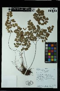 Adiantum raddianum image