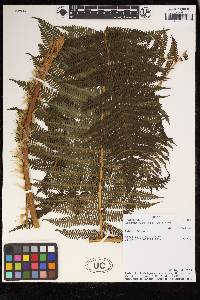 Cyathea rufa image