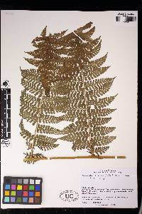 Dennstaedtia obtusifolia image