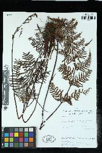 Pityrogramma tartarea var. jamesonii image