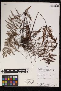 Pityrogramma ochracea image