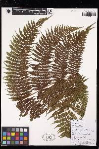 Cyathea bicrenata image