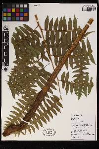 Pteris livida image