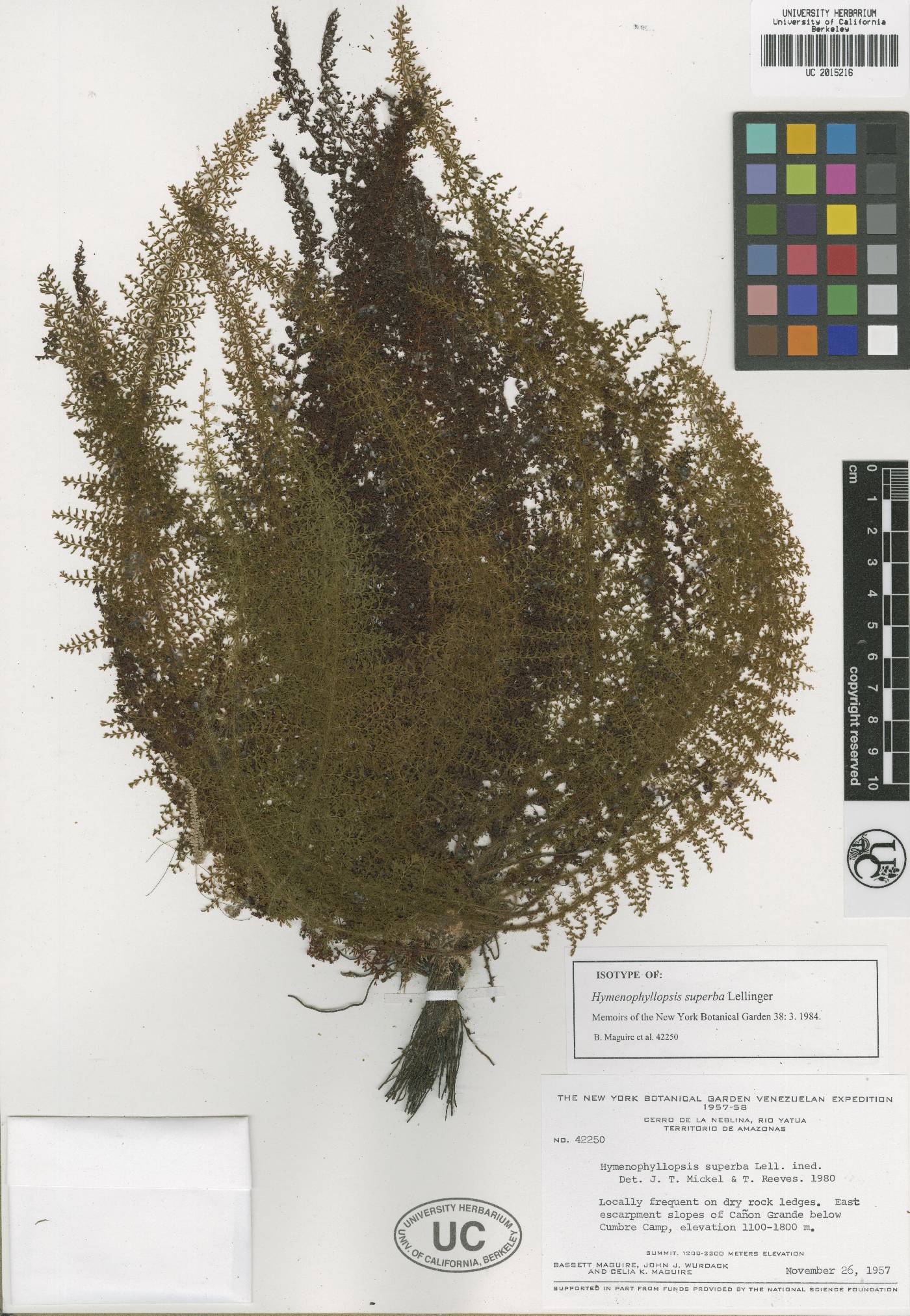 Cyathea trichomanoides image