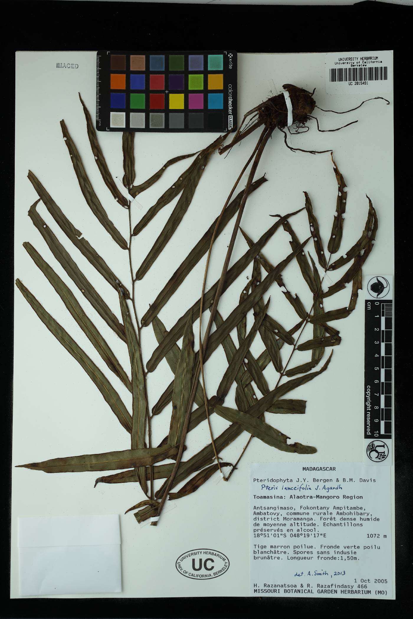 Blotiella lanceifolia image